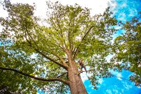 Trusted St Gabriel, LA Tree Services Experts